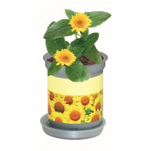 XL Wachstum Sonne, Zwergsonnenblume, 1-4 c Digitaldruck inklusive - gelb