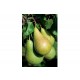 Baby Tree pear, Ansicht 2