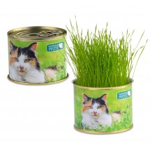 Katzen-Gras