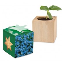 Pflanz-Holz Star-Box