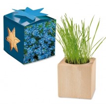 Pflanz-Holz Maxi Star-Box